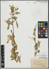 Foto von Salix alba L. x Salix fragilis L.